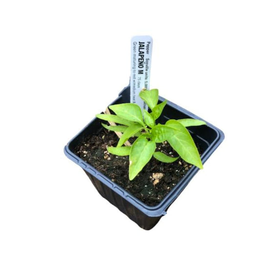 Organic Jalapeno Pepper Plant in 2.5-inch Pot, Capsicum annuum, Green Chili Pepper for Salsas & Cooking
