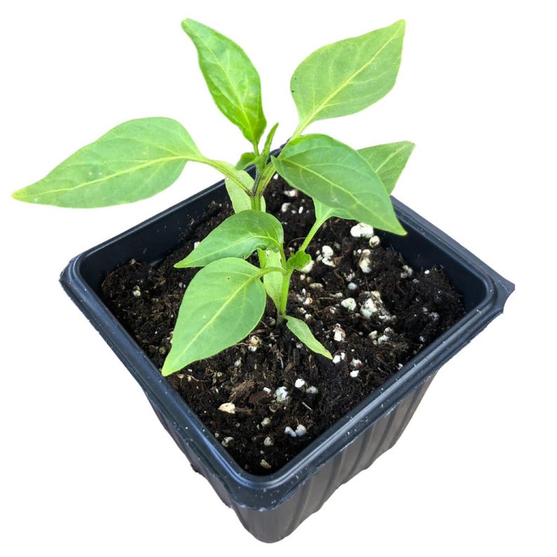 Hungarian Wax Hot Pepper Plant - 2.5-Inch Pot - Capsicum annuum - Organic Medium-Hot Peppers for Frying & Pickling