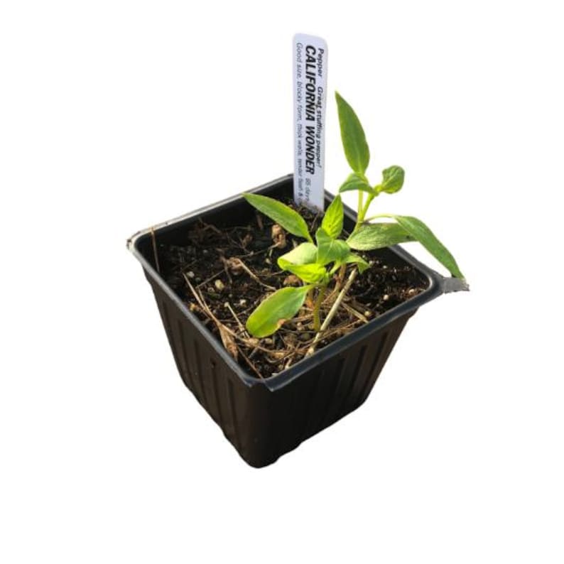 California Wonder Sweet Pepper Plant 2.5-Inch Pot Capsicum annuum Green to Red Bell Peppers for Garden or Container