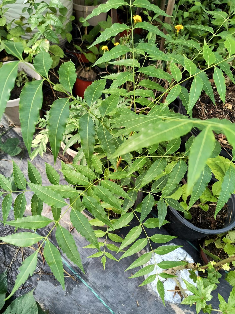 **Organic Neem Tree Plant - 18-22 Inch - Azadirachta indica - Easy Patio Growing in One Gal Pot**