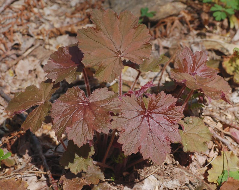 Heuchera Villosa Coral Bells - 1 Bare Root Plant - Red Foliage - Mixed Cultivars - Low Maintenance Garden Perennial