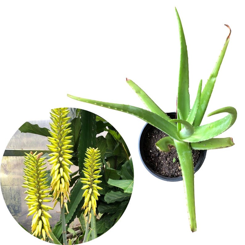 Giant Aloe Vera Live Plant in 6-8 Inch Pot, Organic Houseplant for Sunny Windowsills & Outdoors, Aloe Vera Succulent