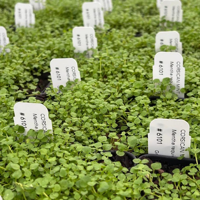 Corsican Mint Live Plant 3.5” Pot - Mentha requienii - Aromatic Ground Cover for Shade - Hardy Zones 7-10