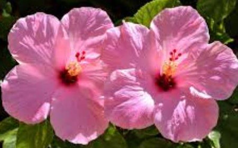 Pink Hibiscus Plant Half Gallon Pot Tropical Flowering Plant Hibiscus rosa-sinensis