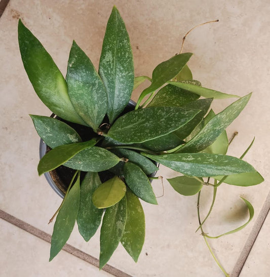 Hoya Gracilis Plant – Small Rooted Houseplant with Free Cutting – Easy Care Indoor/Outdoor Climber – Hoya gracilis
