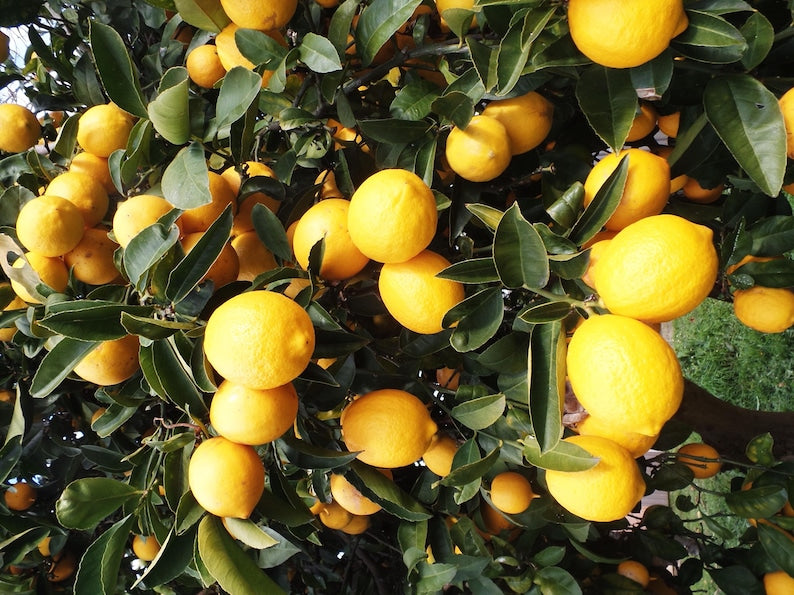 Eureka Lemon Tree 1/2 Gallon Pot Fruiting Variety Citrus limon Ideal for Home Gardens and Patios Florida Shipping Only