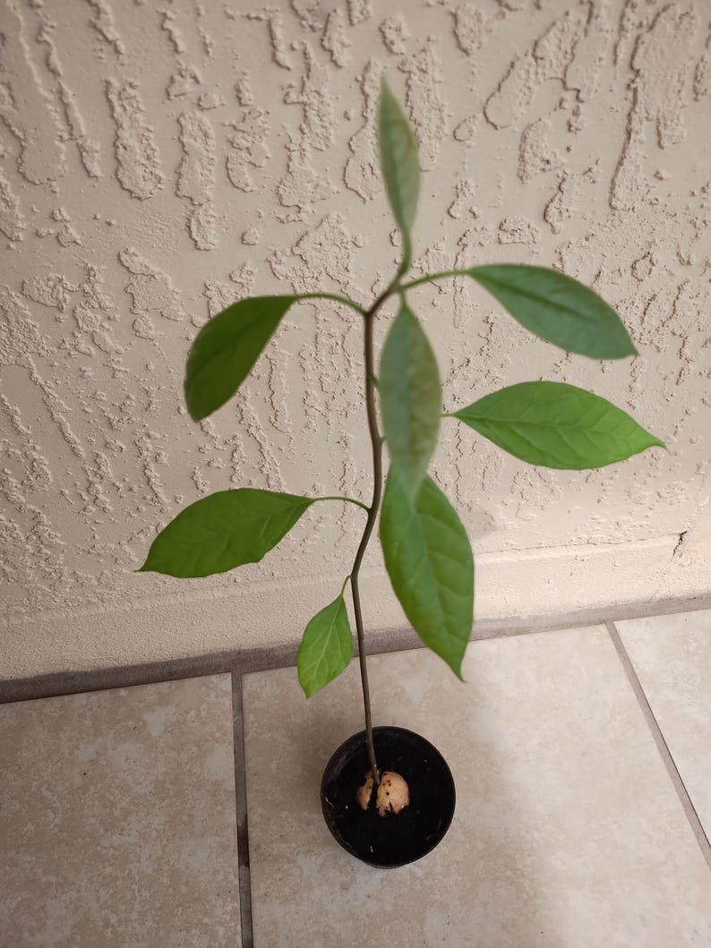 Hass Avocado Starter Plant 12" Pot - Persea americana - Ideal for Home Gardeners - Free Cutting Included