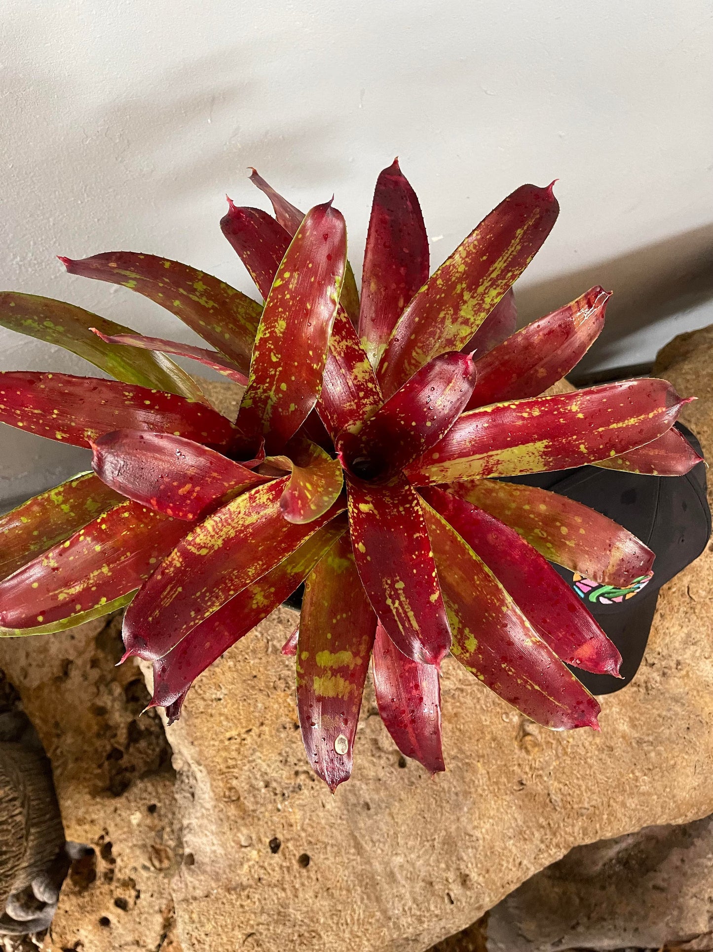 Bromeliad Neoregelia ‘Gazpacho’ Live Plant – Colorful Tropical Houseplant – Rosette Bromeliad – Bareroot Growing Starter