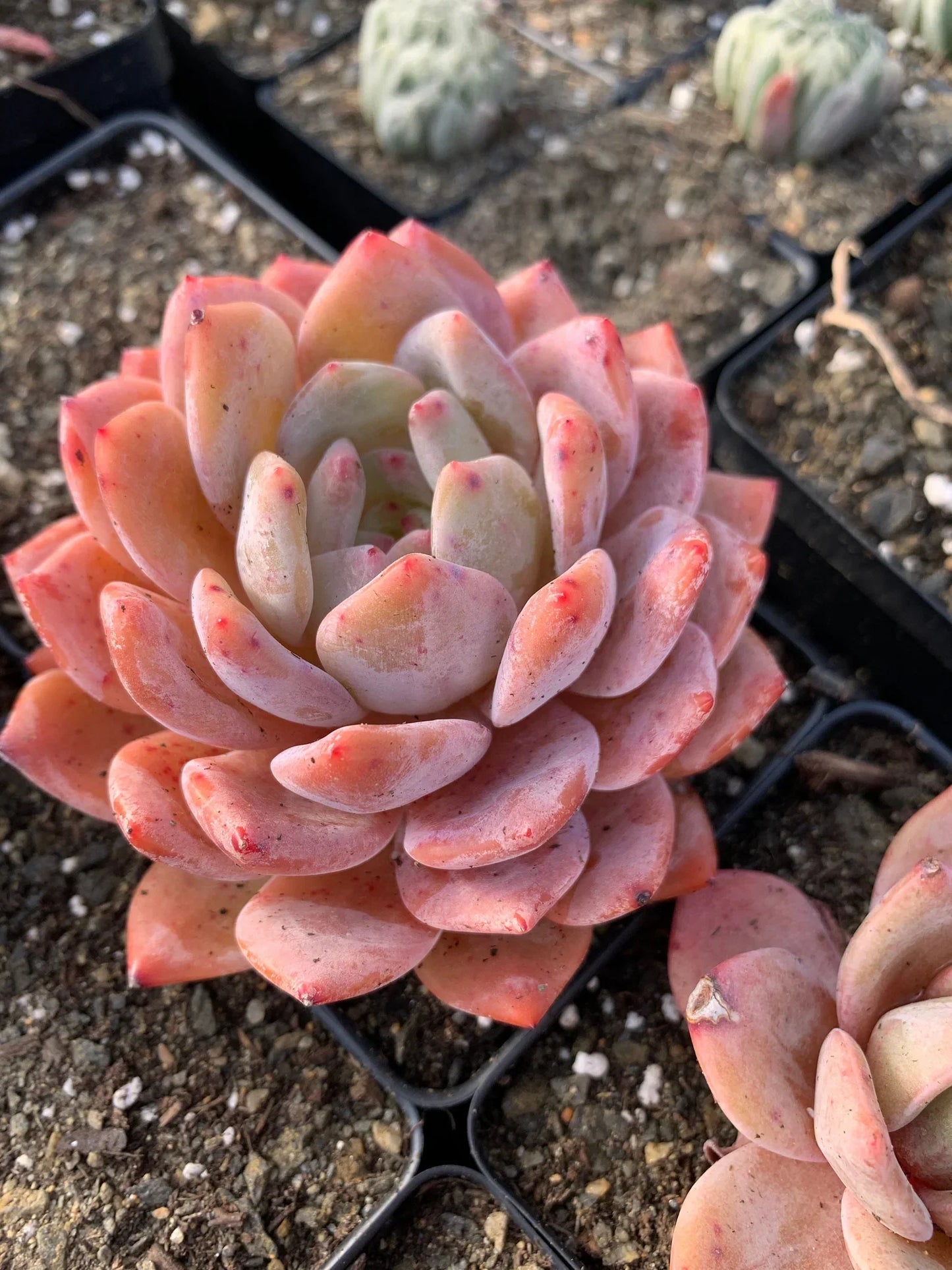 Echeveria Orange Monroe Succulent Plant 2” Bare Root, Rare Pastel Indoor Outdoor Easy Care, Crassulaceae