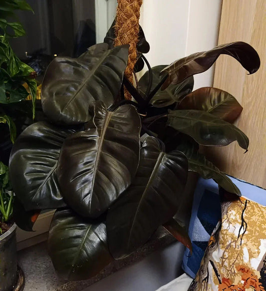 Philodendron Black Cardinal Live Plant 3-5 Inches Tall - Rare Dark Foliage Houseplant - Philodendron erubescens Bareroot Starter
