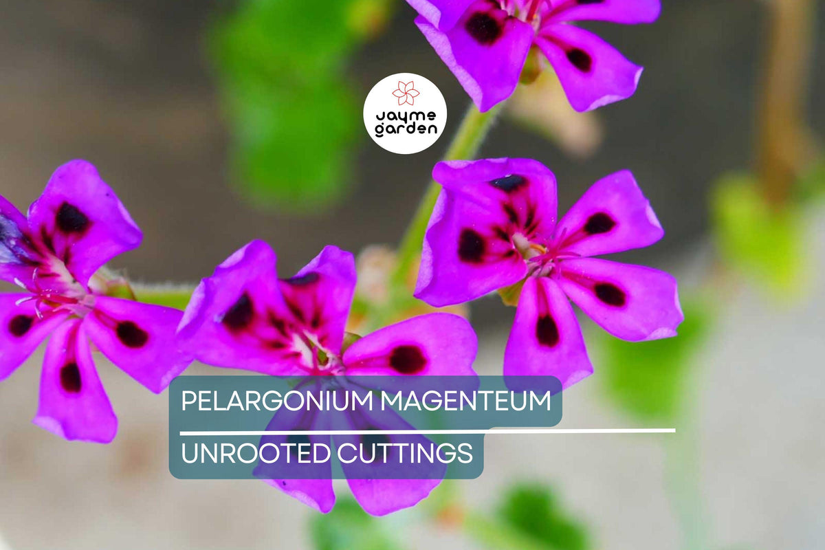 Pelargonium Magentum Cuttings - Colorful Garden Plant, Rare Variety, Healthy Starters, Vibrant Blooms, Pelargonium magentum