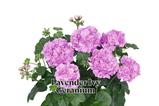 Lavender Ivy Geranium Cuttings 6 Inches, Pelargonium peltatum, Trailing Plant for Propagation, Hanging Baskets, Live 3 Pack