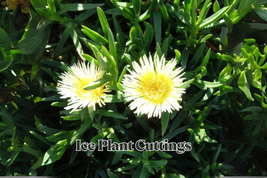 Ice Plant Succulent Cuttings 6 Inches, 10 Pack for Ground Cover, Rock Garden, Drought Tolerant, Mesembryanthemum crystallinum