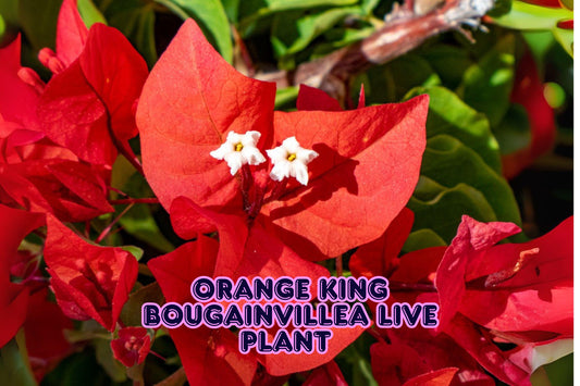 Orange King Bougainvillea Live Plant, Drought Tolerant Climbing Vine, 6"+ Tall, Bougainvillea glabra, Coastal & Hot Climate Plant