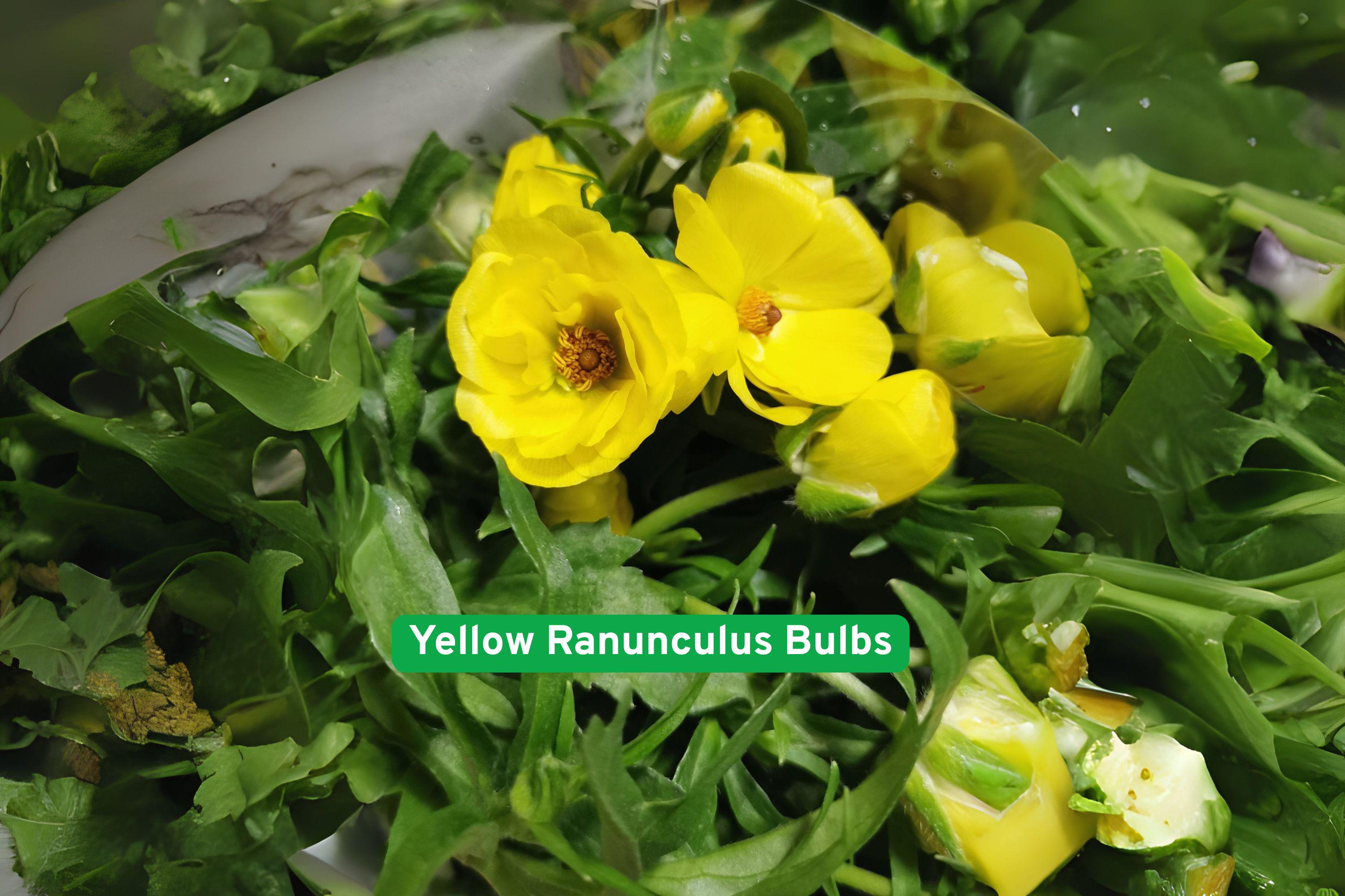 Yellow Ranunculus Bulbs – Spring Garden Blooms, Ranunculus asiaticus, Bright Yellow Flower Bulbs for Beds & Containers