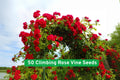 Climbing Rose Vine Seeds, 50 Premium Rosa spp. Flowering Seeds for Trellis, Fence, Arch, Garden, Outdoor, Easy Grow