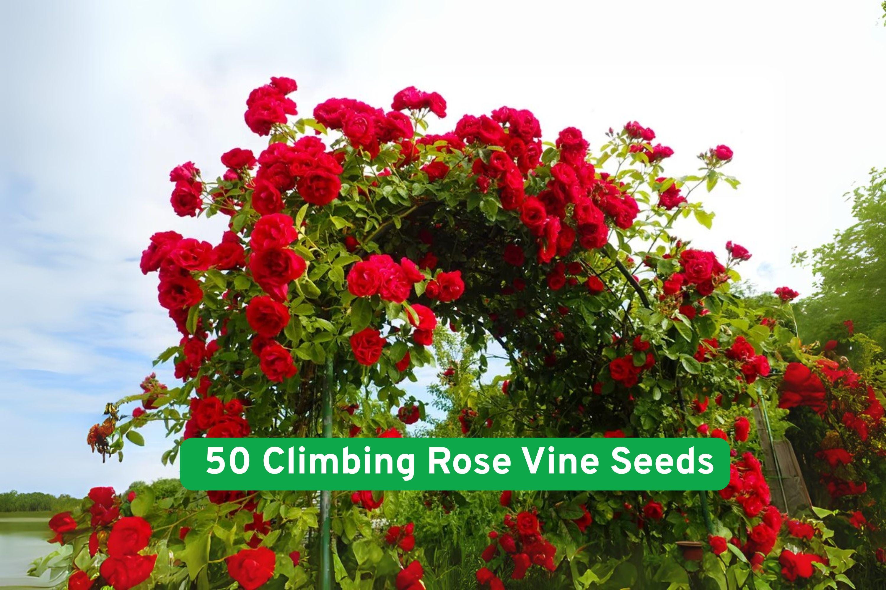 Climbing Rose Vine Seeds, 50 Premium Rosa spp. Flowering Seeds for Trellis, Fence, Arch, Garden, Outdoor, Easy Grow