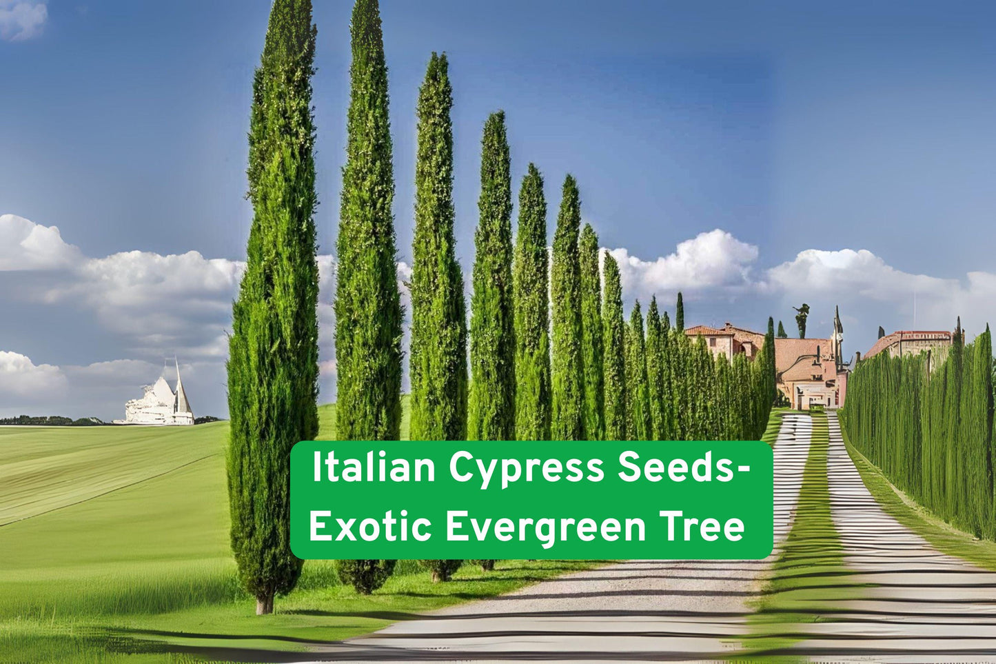 Italian Cypress Tree Seeds - Evergreen Privacy Screening - Cupressus sempervirens - 50 Seeds