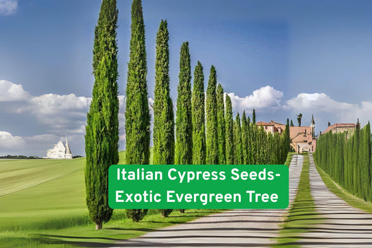 Italian Cypress Tree Seeds - Evergreen Privacy Screening - Cupressus sempervirens - 50 Seeds