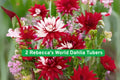 Rebecca's World Dahlia Tubers – Red & White Bicolor Perennial Flowers, Dahlia variabilis, 2 Tubers
