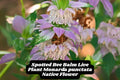 Spotted Bee Balm Live Plant Monarda Punctata Pollinator Magnet Native Wildflower for Bees Butterflies Hummingbirds Zones 3-9