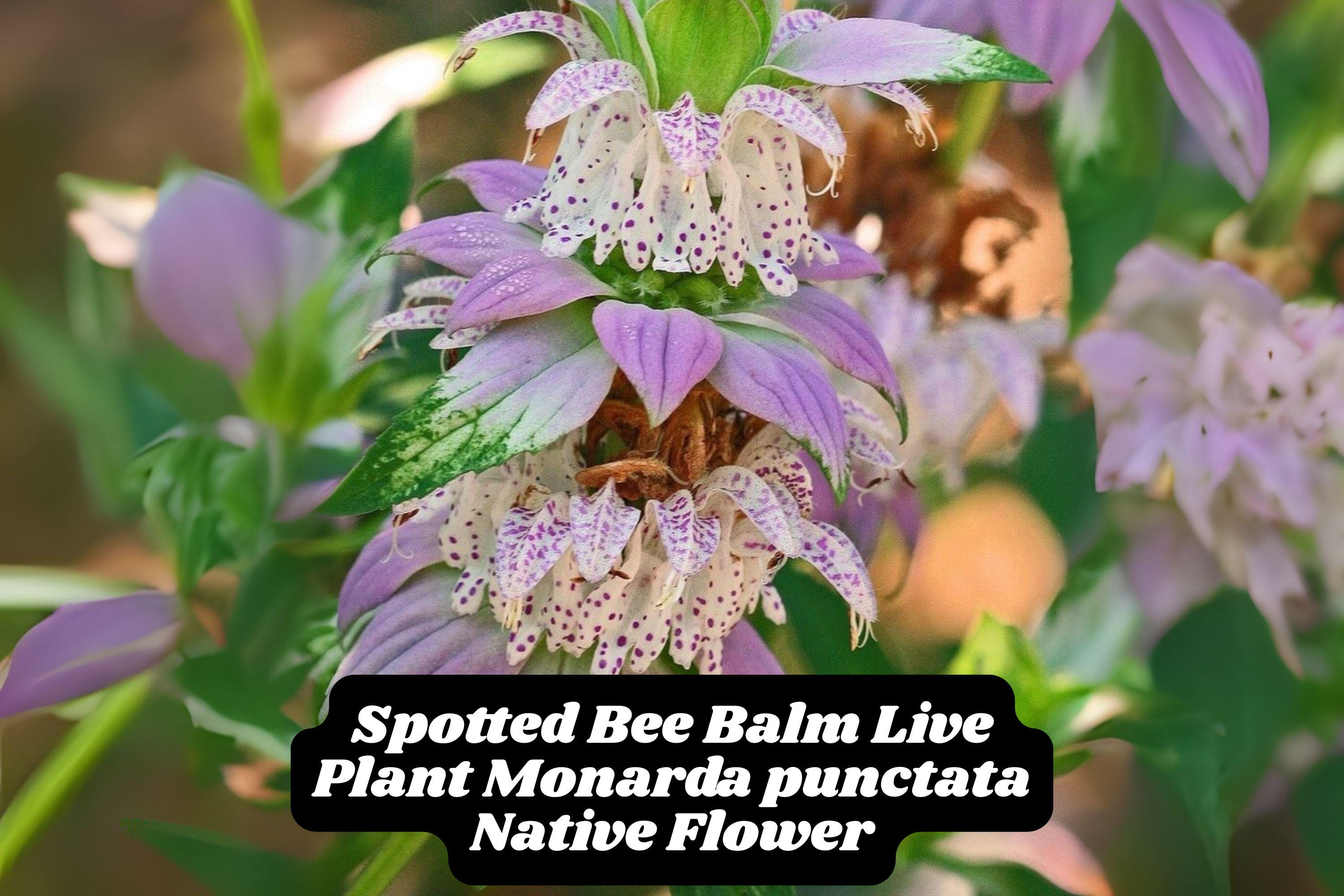 Spotted Bee Balm Live Plant Monarda Punctata Pollinator Magnet Native Wildflower for Bees Butterflies Hummingbirds Zones 3-9
