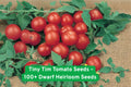 Tiny Tim Tomato Seeds – Dwarf Heirloom Cherry Variety for Containers & Small Gardens, 100+ Seeds, Red Fruit, Solanum lycopersicum