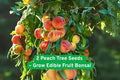 Peach Tree Seeds, Edible Fruit Bonsai, Prunus persica, Compact Garden Tree, USA Grown