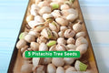 Pistachio Tree Seeds, Nut-Producing, Bonsai or Orchard, Pistacia vera, Grow Your Own Nuts