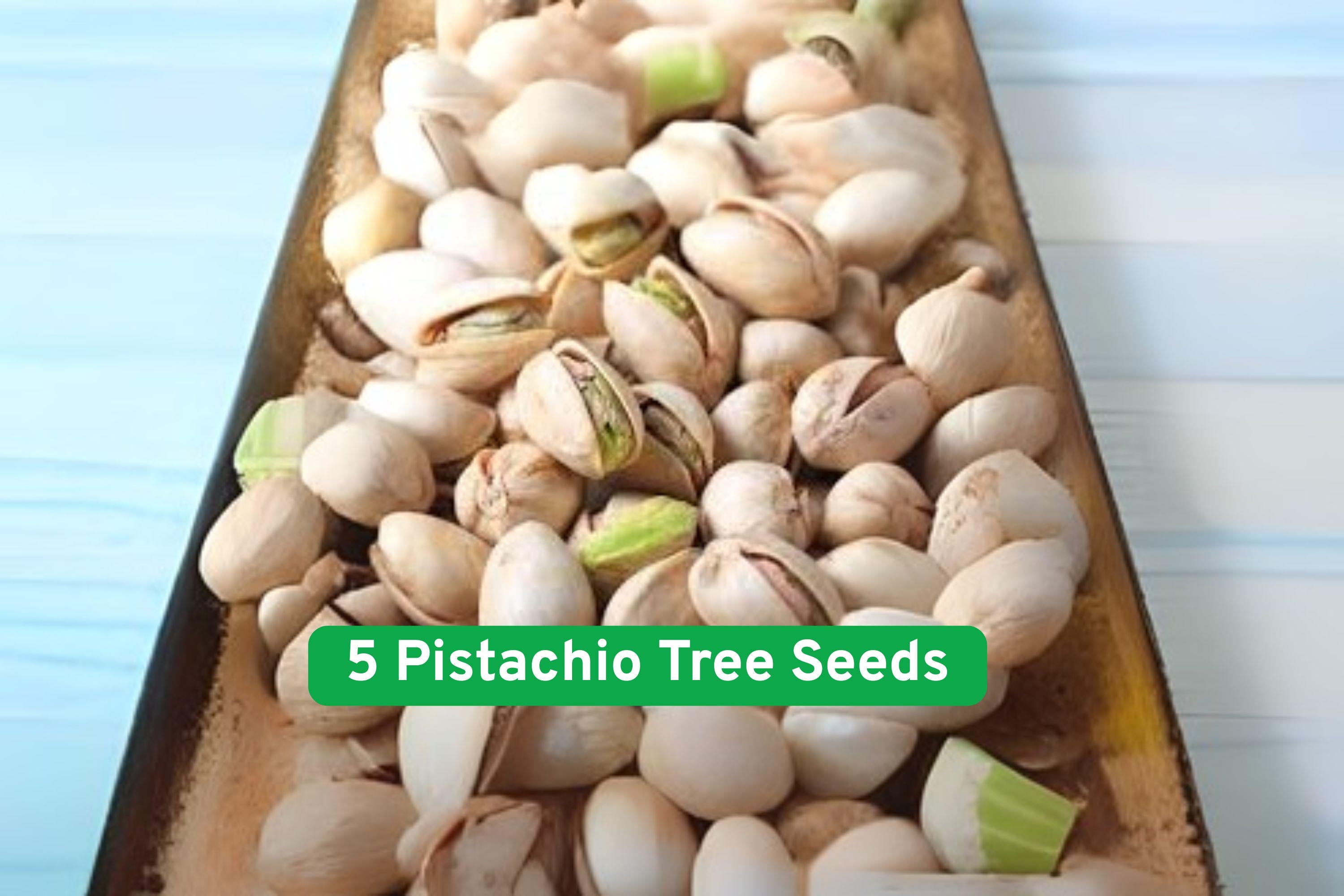 Pistachio Tree Seeds, Nut-Producing, Bonsai or Orchard, Pistacia vera, Grow Your Own Nuts