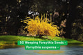 Weeping Forsythia Seeds – 50 Forsythia suspensa Bright Yellow Blooms for Garden Borders & Landscaping