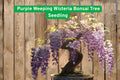 Purple Weeping Wisteria Seedling – 1-Year Live Bonsai or Outdoor Flowering Tree – Wisteria sinensis or floribunda