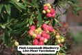 Pink Lemonade Blueberry Starter Plant – 6-8 Inch Vaccinium rabbiteye for Garden or Container