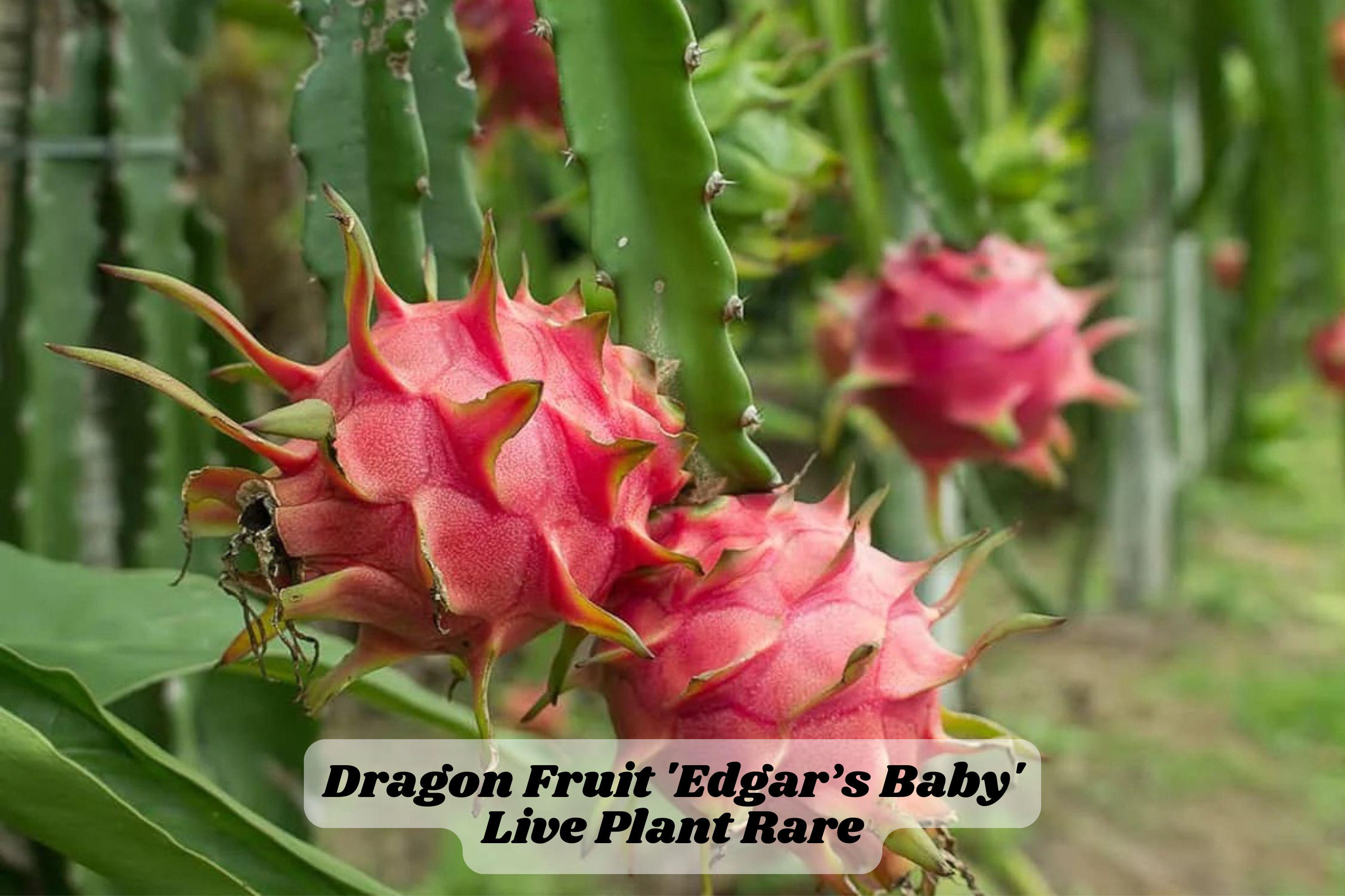 Edgar’s Baby Dragon Fruit Cactus 4-5 Inch Live Starter Plant, Hylocereus Hybrid, Climbing Cactus for Trellis or Container