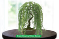 Green Weeping Willow Bonsai Tree Cutting | Dwarf Salix babylonica Live Plant for Bonsai & Container Gardening