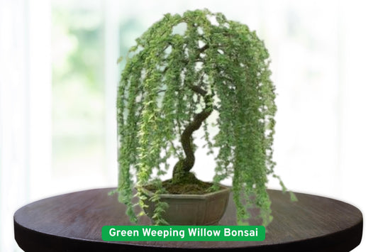 Green Weeping Willow Bonsai Tree Cutting | Dwarf Salix babylonica Live Plant for Bonsai & Container Gardening