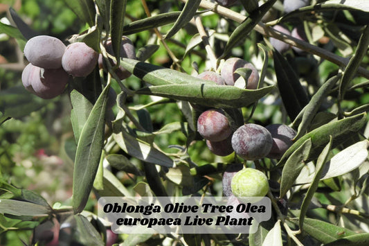 Oblonga Olive Tree Starter Plant 6-10 Inches, Olea europaea, Mediterranean Landscape, Container or Garden Plant