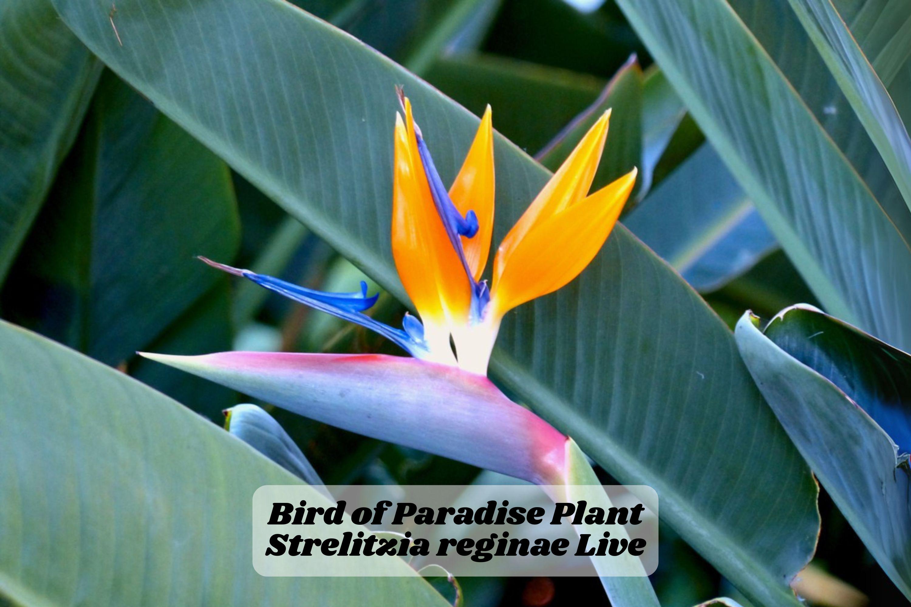 Bird of Paradise Starter Plant 6-12 Inches, Live Rooted Strelitzia reginae for Indoor or Outdoor Decor