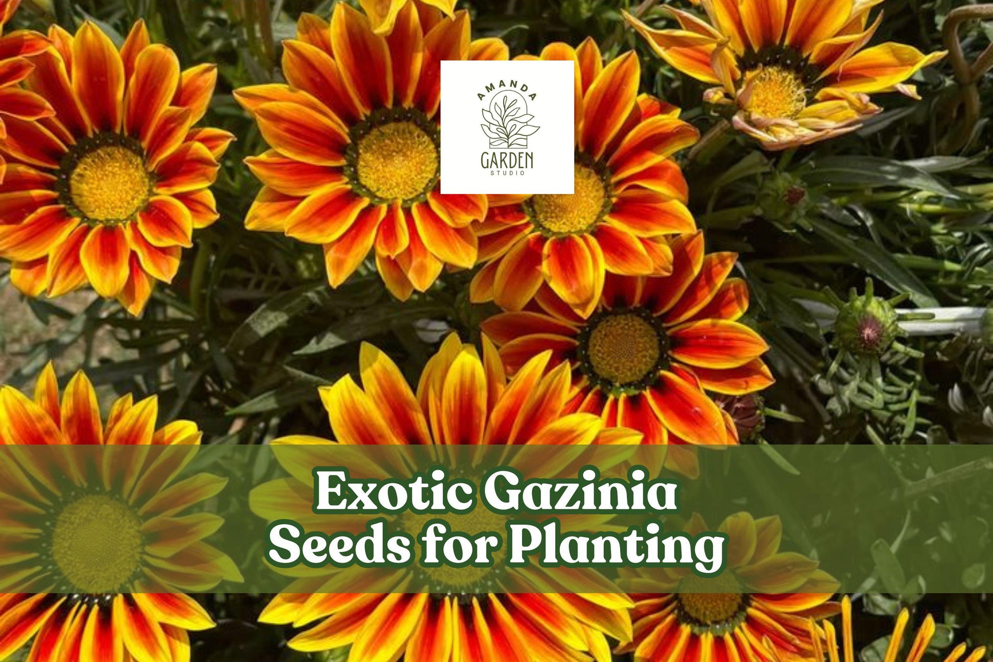 Exotic Gazania Seeds – Drought-Tolerant Treasure Flowers in Mixed Colors – Gazania rigens, Annual Flower Seeds