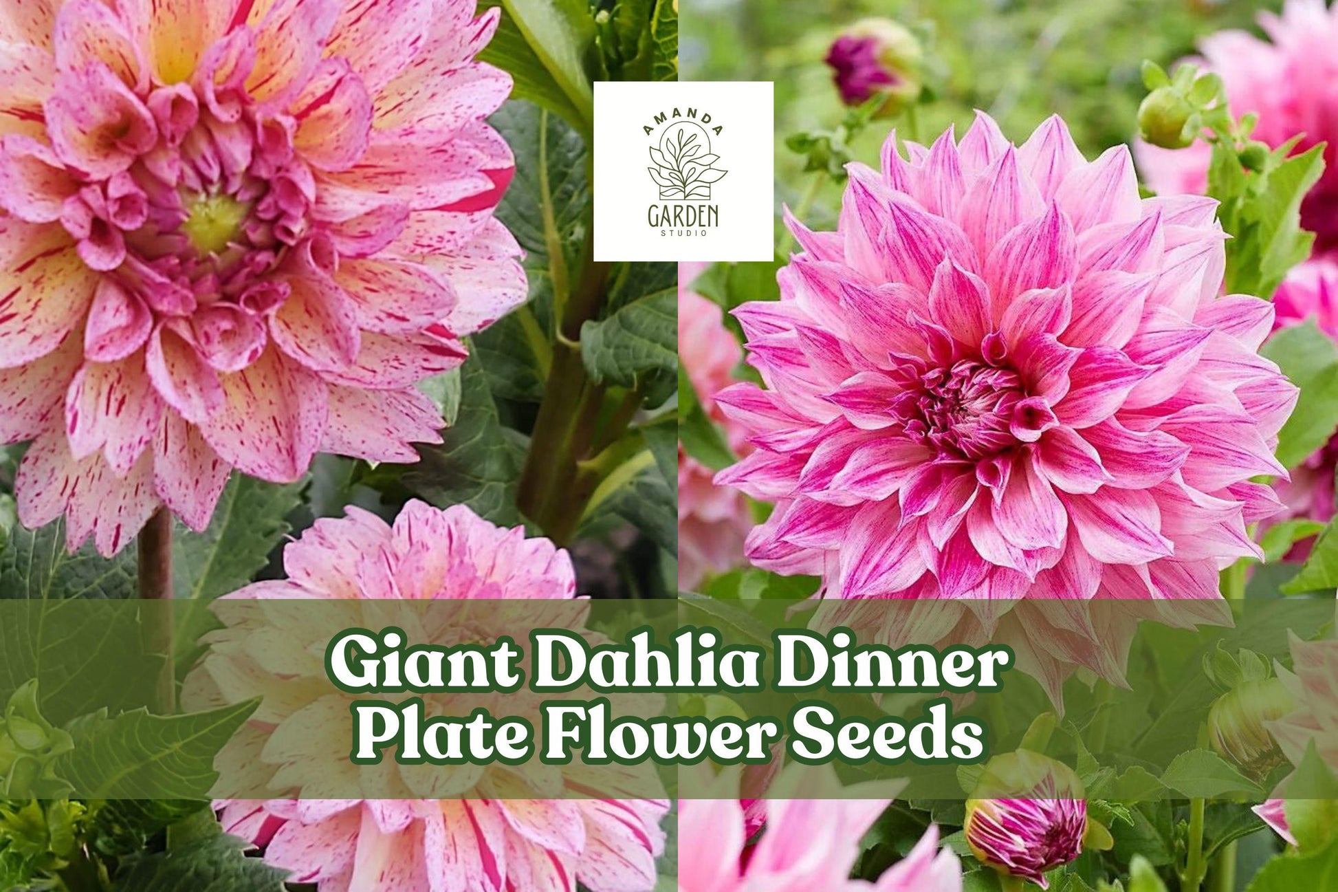 Giant Dahlia Flower Seeds – Exotic Mixed Colors for Cut Flowers & Garden Borders, 100 Seeds