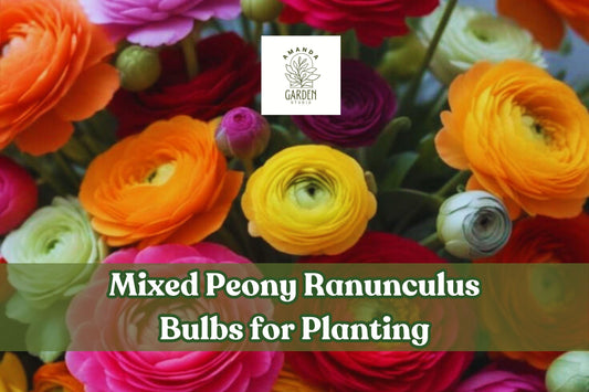 Mixed Peony Ranunculus Bulbs – Assorted Colors, Spring Blooms, Hardy in Zones 8–10, Perfect for Gardens & Cut Flowers