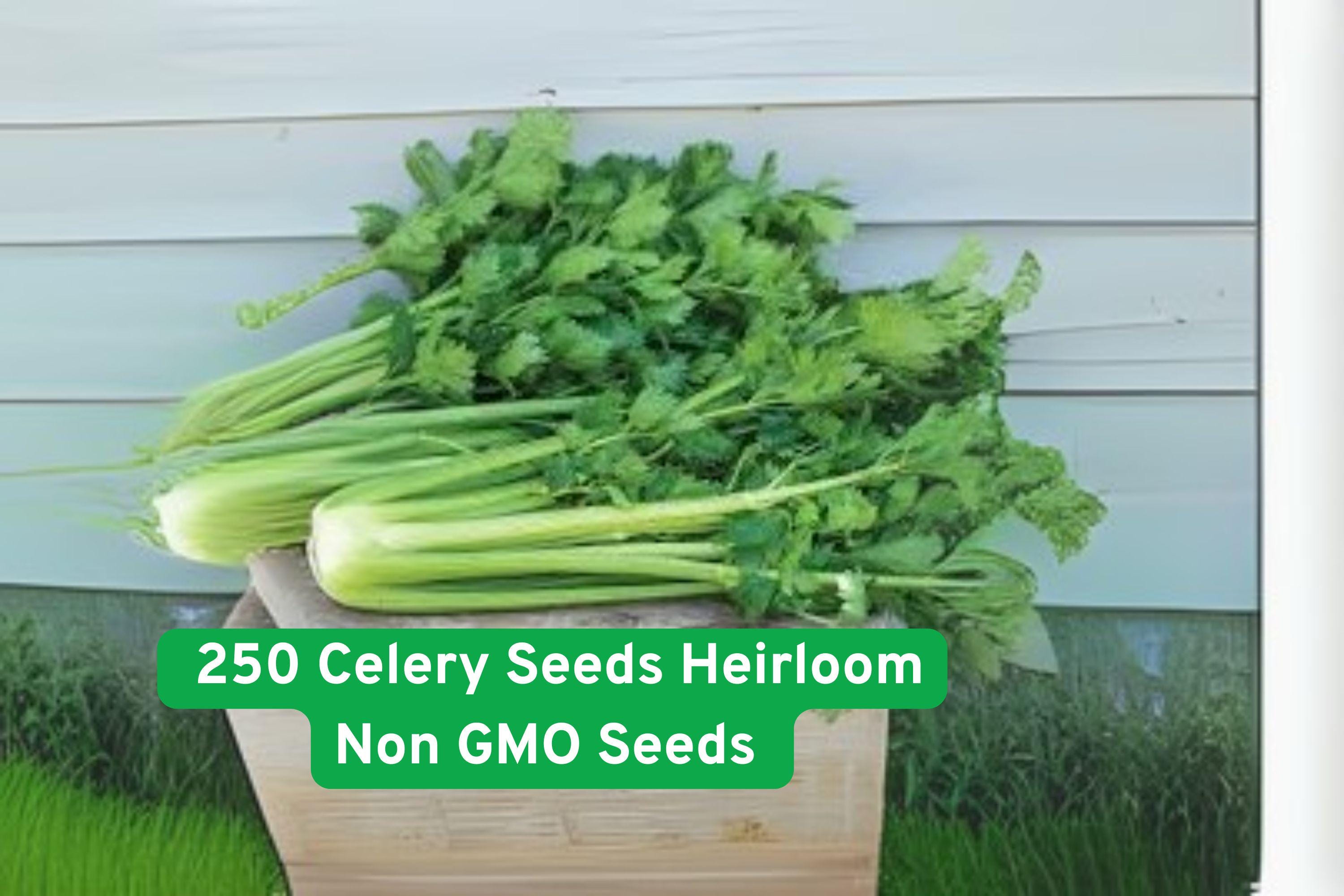 250 Heirloom Celery Seeds Non-GMO Open-Pollinated Vegetable Garden Seeds for Home Growing