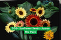 Mixed Sunflower Seeds Pack – 15+ Heirloom Varieties, Multicolor Helianthus annuus, 500+ Seeds for Garden, Cut Flowers & Pollinators