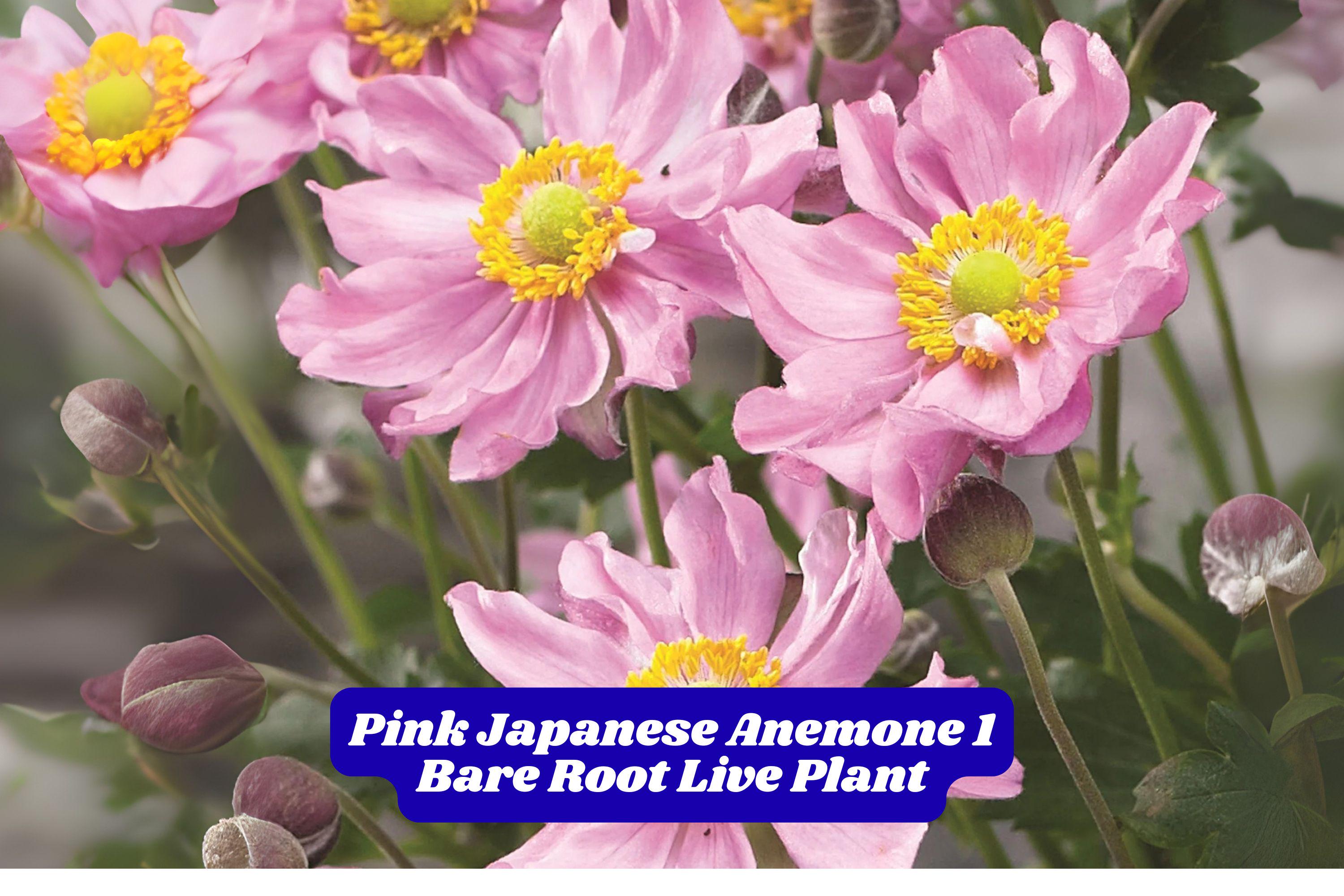 Pink Japanese Anemone Bare Root Plant – Hardy Perennial for Fall Garden, Soft Pink Blooms, Windflower, 5-10 Inches