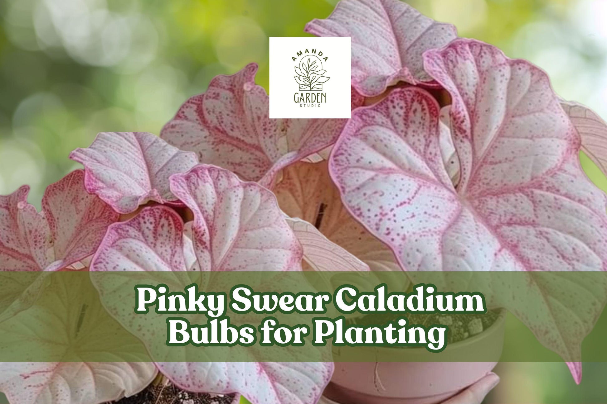Pinky Swear Caladium Bulbs, Heart-Shaped Pink Green White Foliage, Shade Garden, Caladium bicolor, Perennial Foliage Bulbs