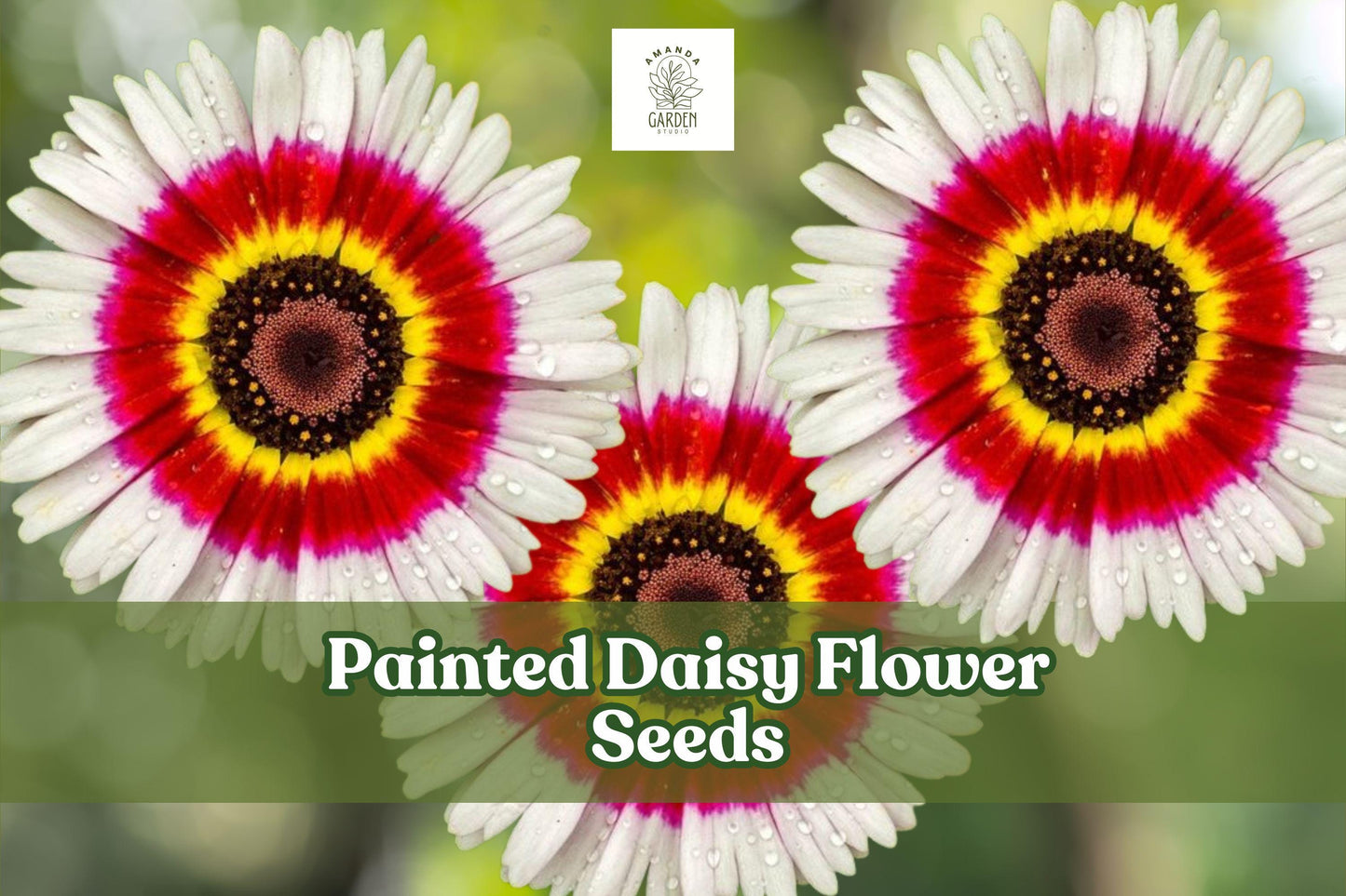 Painted Daisy Flower Seeds, Perennial, Pink Red White Blooms, Tanacetum coccineum, Pollinator-Friendly, Cottage Garden