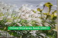 Chinese Silvergrass Seeds – Ornamental Grass, Drought-Tolerant, Miscanthus sinensis, Garden, Landscaping, 200+ Seeds