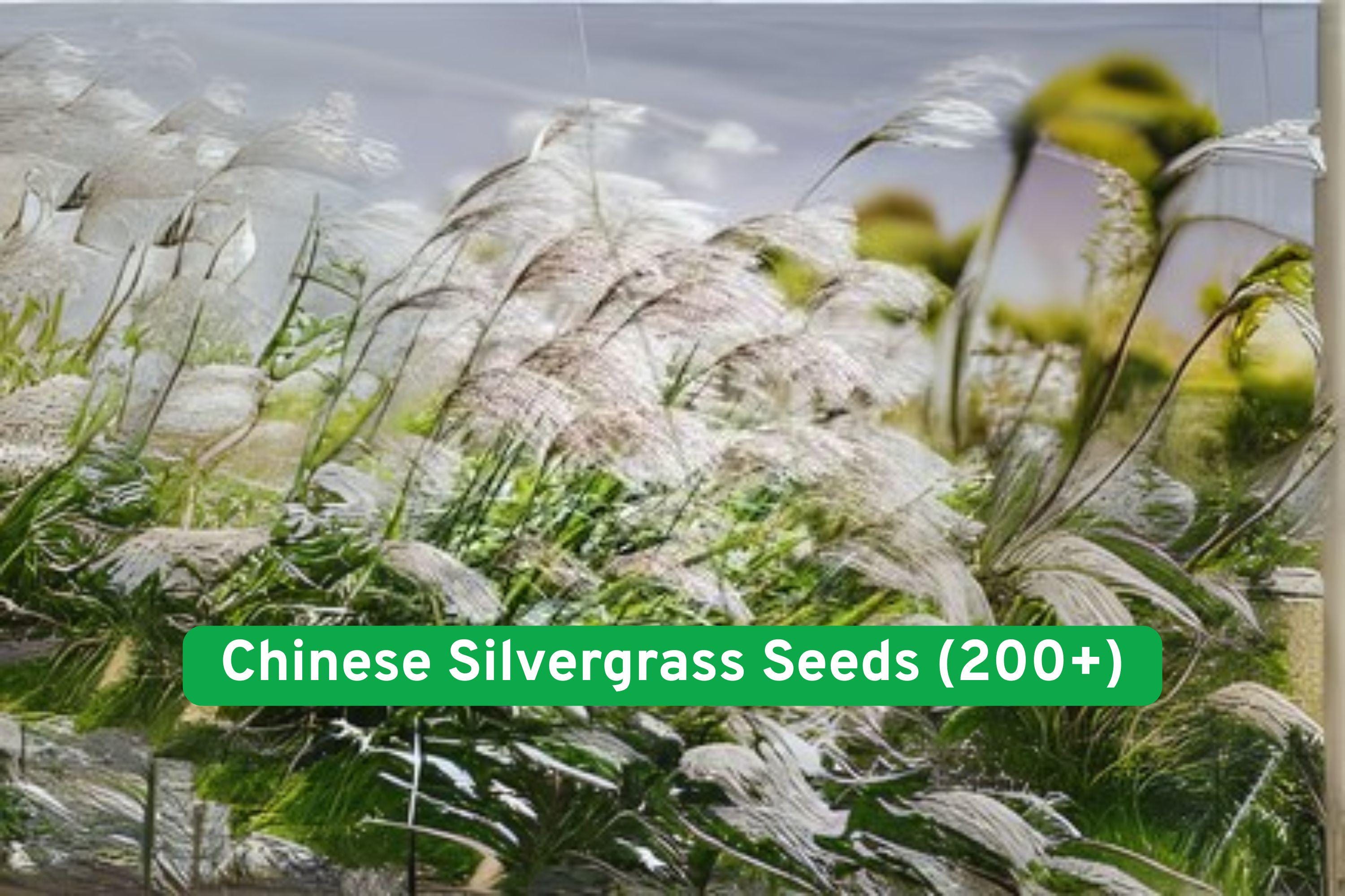 Chinese Silvergrass Seeds – Ornamental Grass, Drought-Tolerant, Miscanthus sinensis, Garden, Landscaping, 200+ Seeds