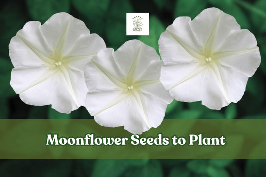 Moonflower Seeds – 50 White Night-Blooming Climbing Flowers Ipomoea alba for Gardens, Trellises & Fences