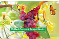 Red Concord Grape Seeds – Vitis labrusca for Wine, Juice, and Fresh Fruit – Heirloom, High-Yielding Climbing Vines from USA